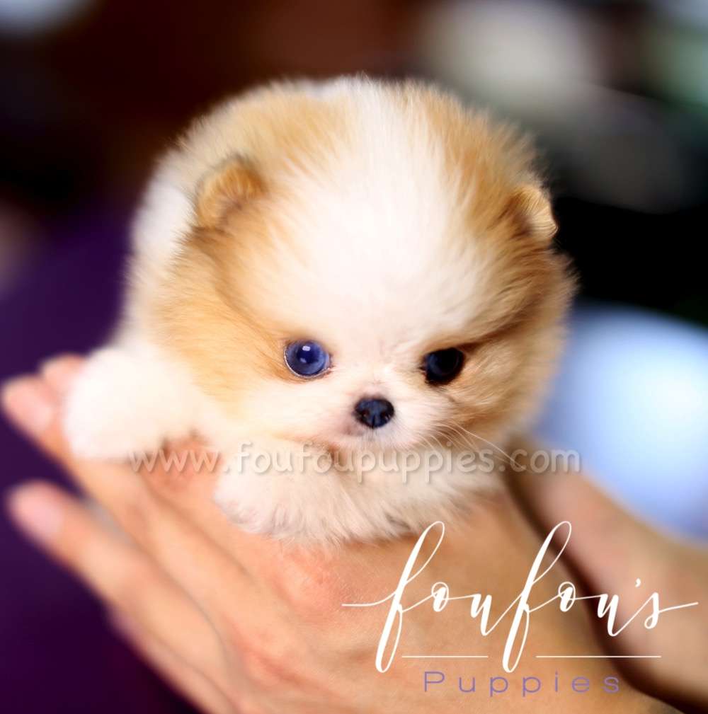 Aurae - Pomeranian F.