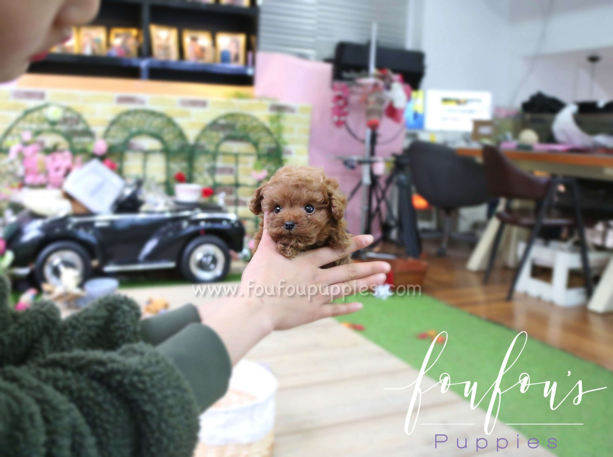 Astro - Poodle M.