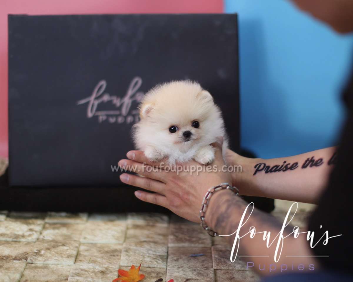 Pixie - Pomeranian F.
