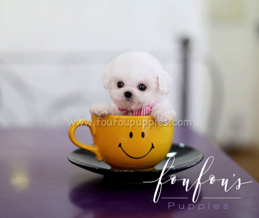Jake - Poodle M.