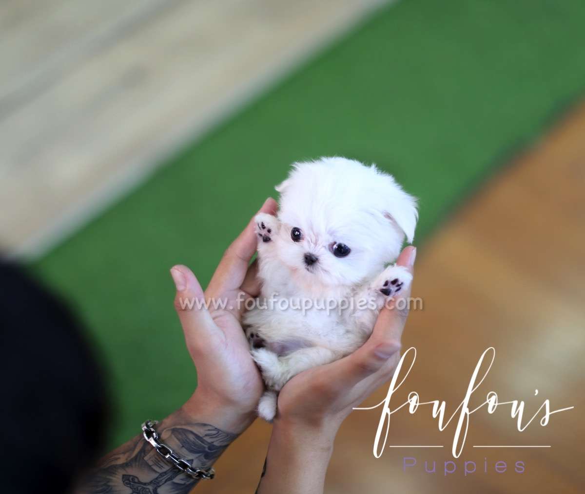 Benji - Maltese M.