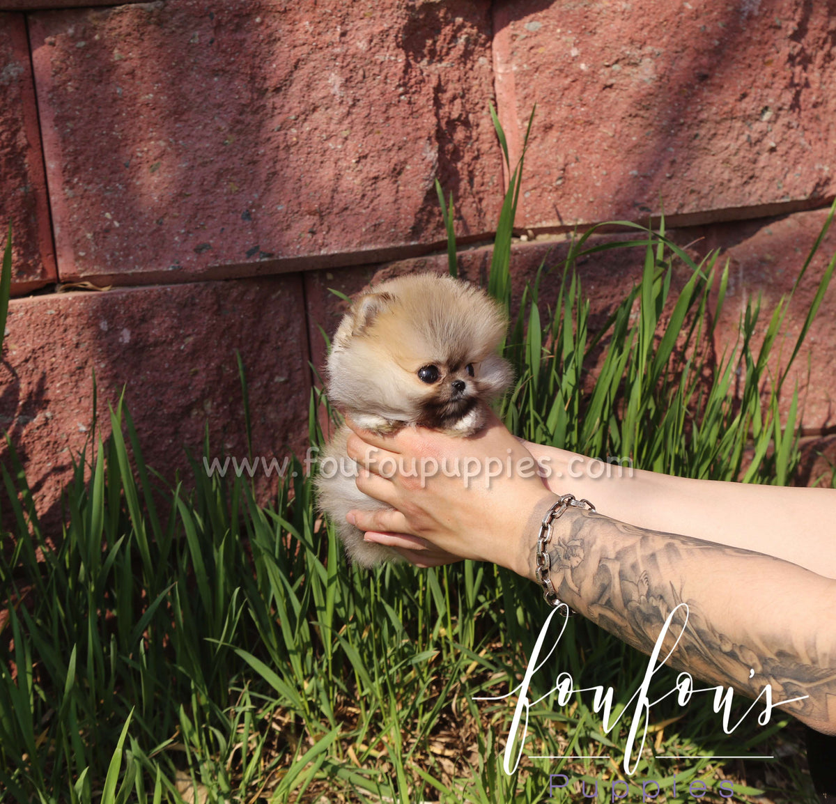 Muffin - Pomeranian M.