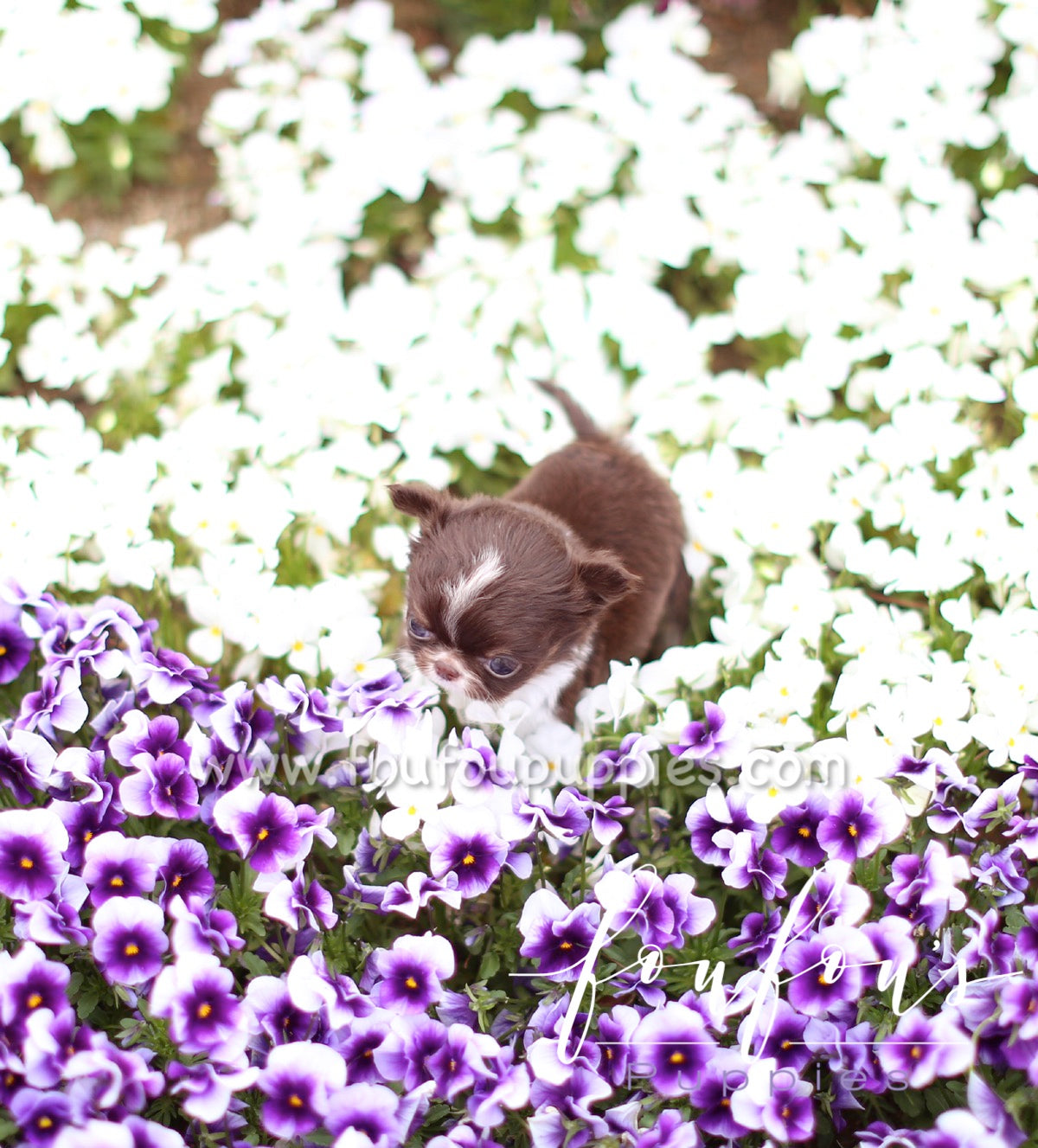 Pablo - Chihuahua M.