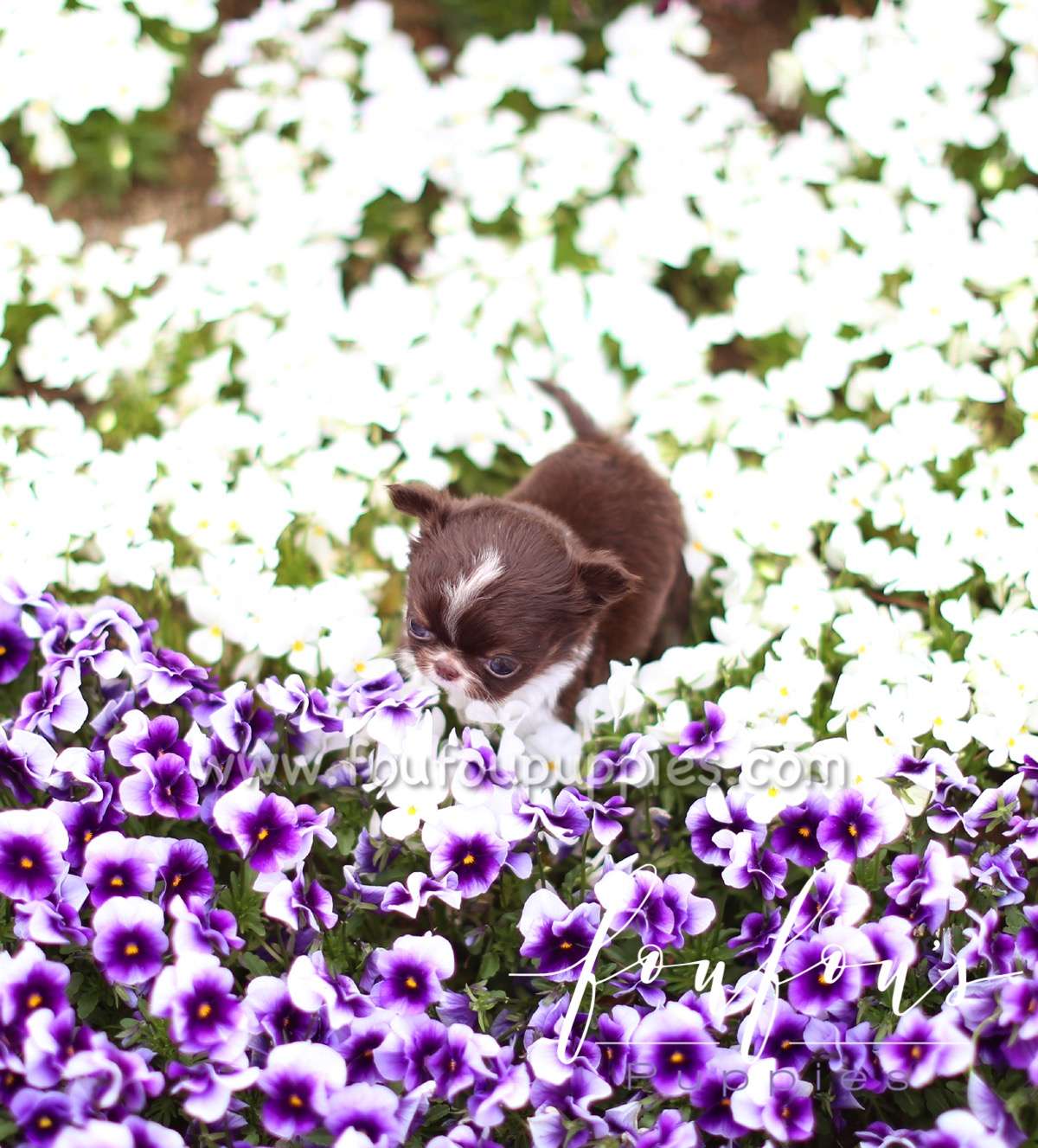 Pablo - Chihuahua M.