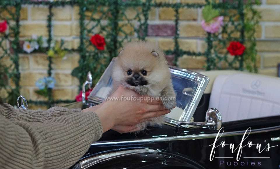 Bubba - Pomeranian M.