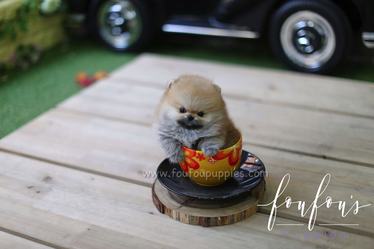 Bear - Pomeranian M.