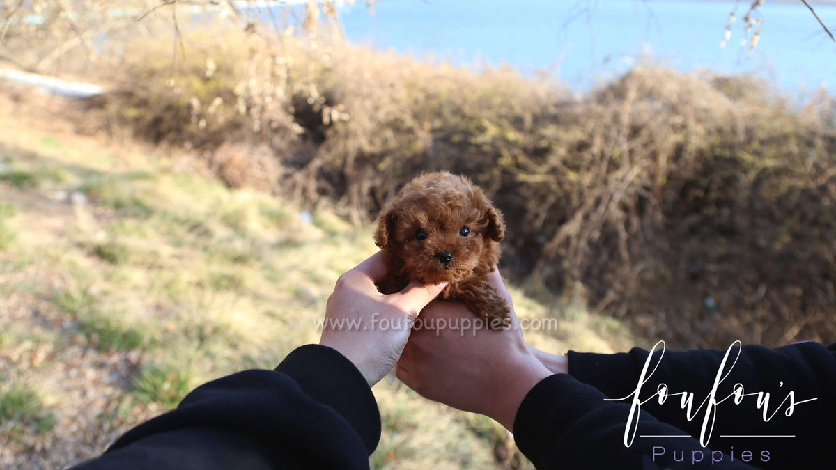 Astro - Poodle M.