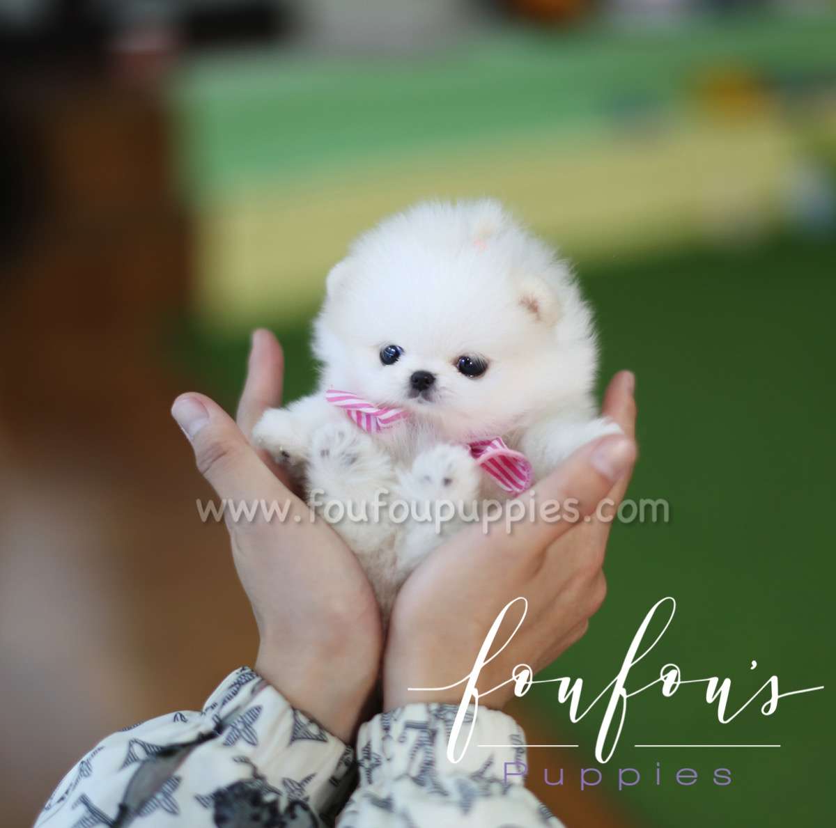 Nemo - Pomeranian M.