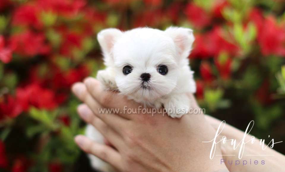 Nala - Maltese F.
