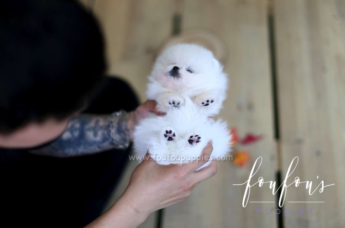 Prince - Pomeranian M.