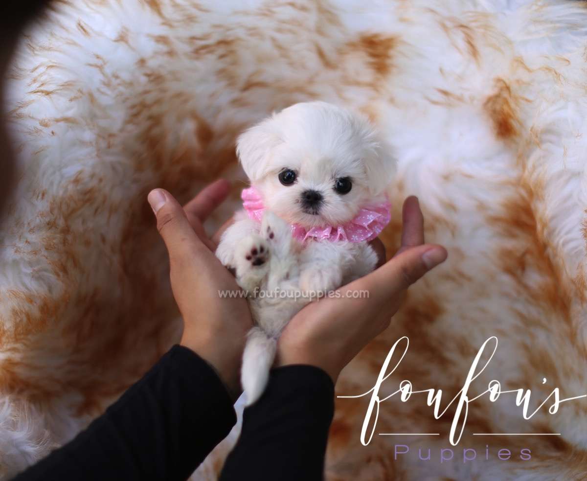 Penelope - Maltese F.