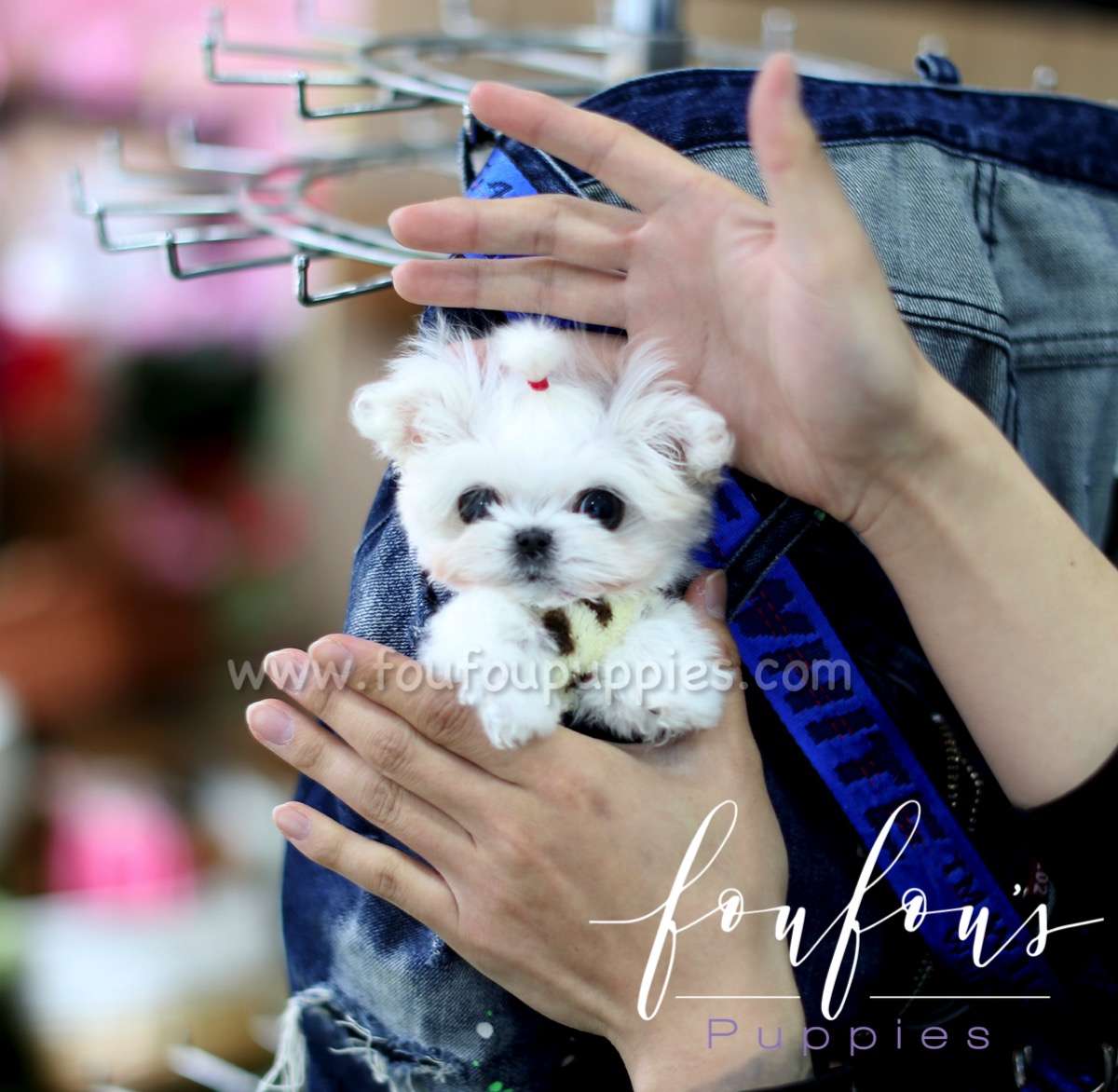 Stewie - Maltese M.