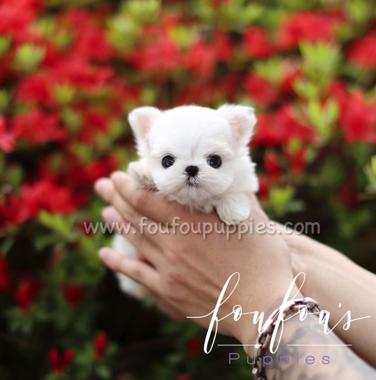 Nala - Maltese F.