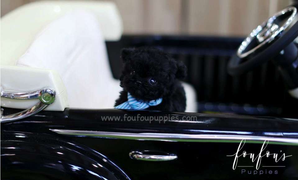 Capone - Poodle M.