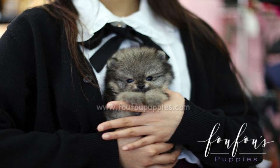 Titan - Pomeranian M.