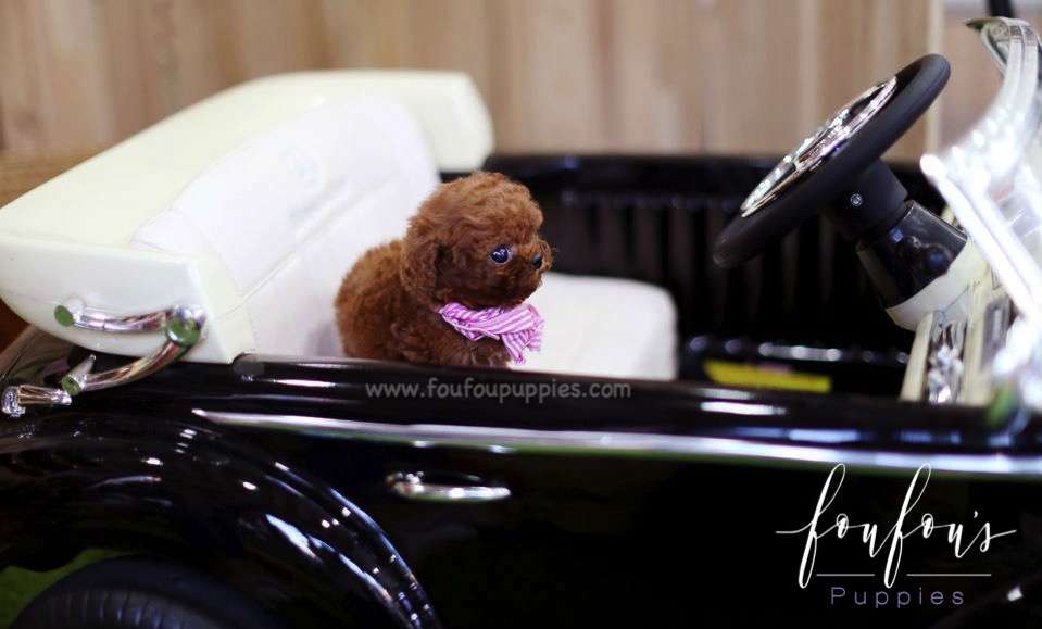 Caeser - Poodle M.