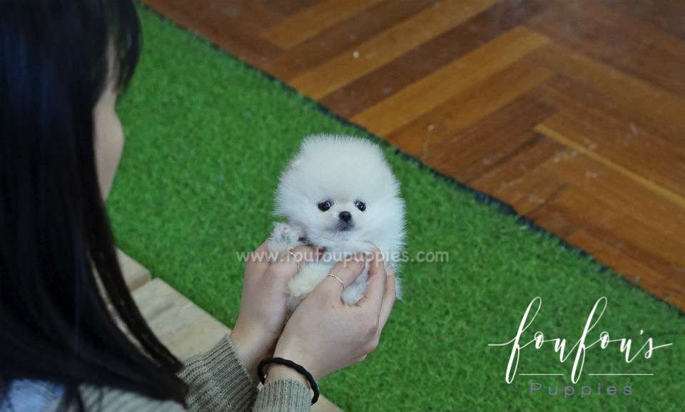 Cashmere - Pomeranian M.