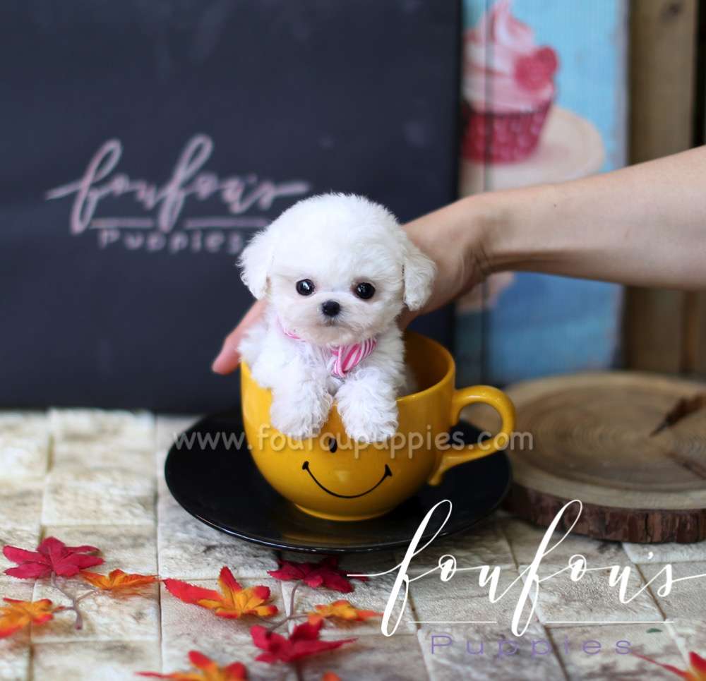 Jake - Poodle M.