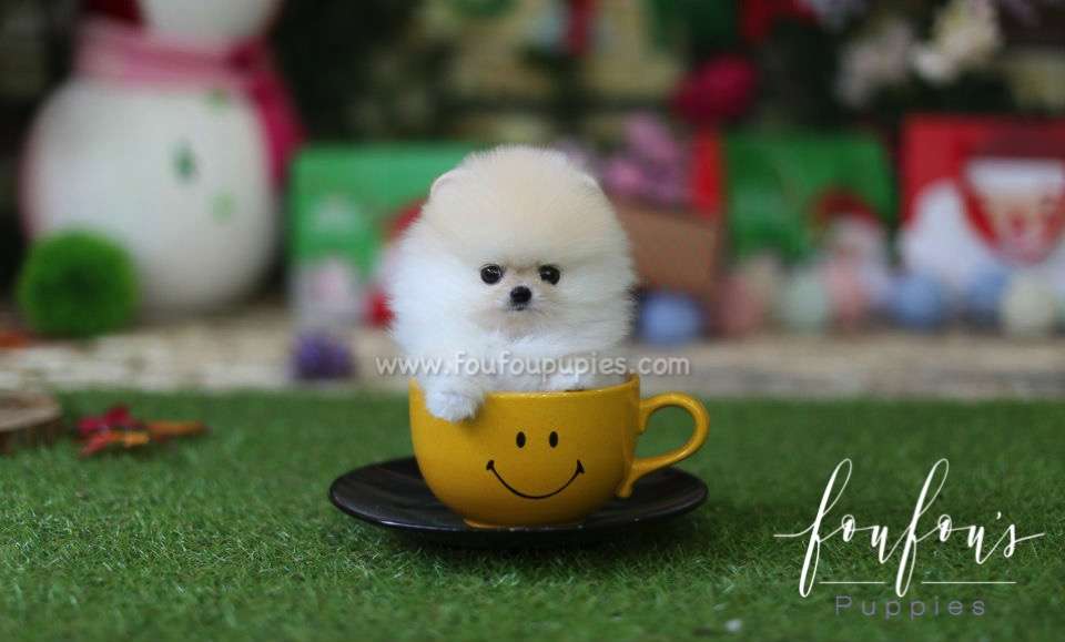 Chanel - Pomeranian F.
