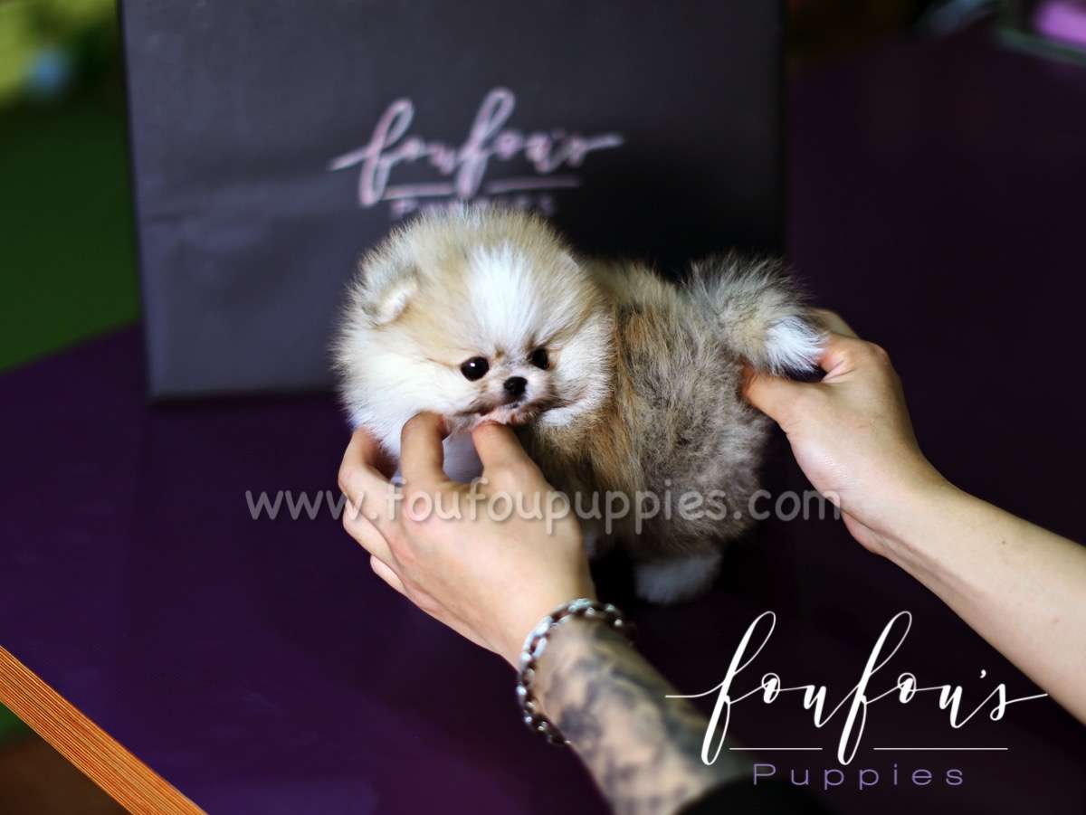 Benny - Pomeranian M.