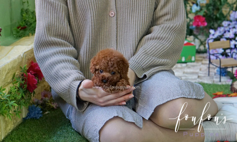 Franklin - Poodle M.