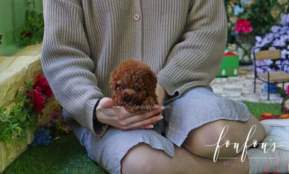 Franklin - Poodle M.