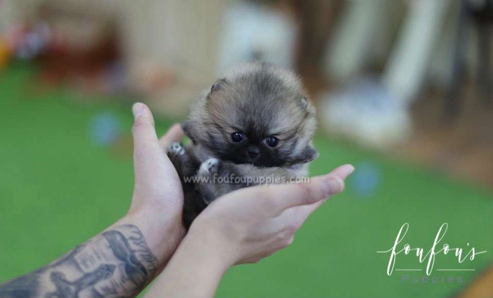 Luna - Pomeranian F.