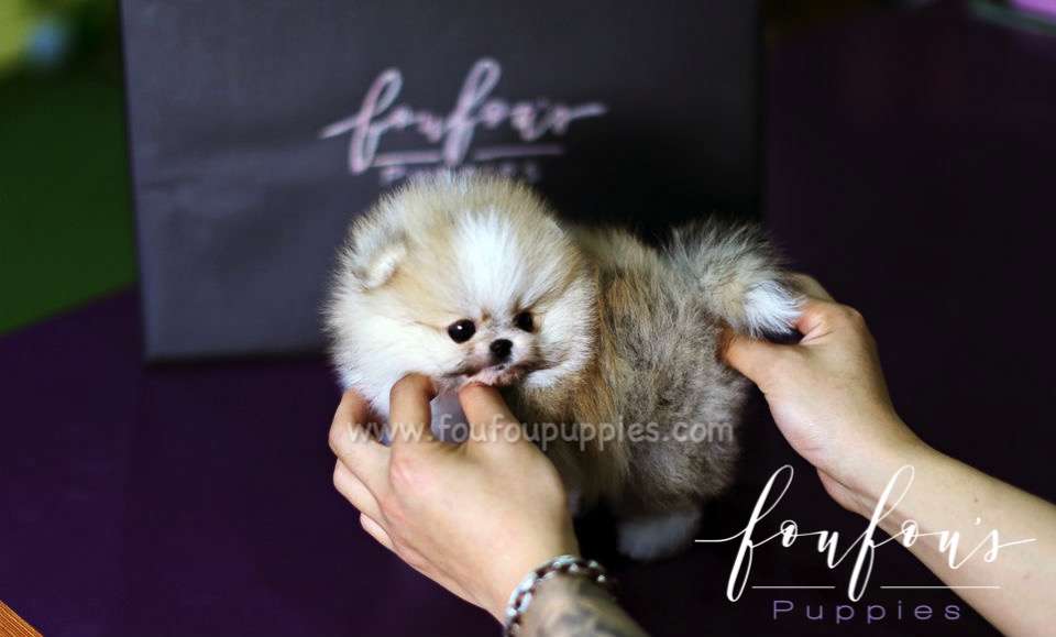 Benny - Pomeranian M.