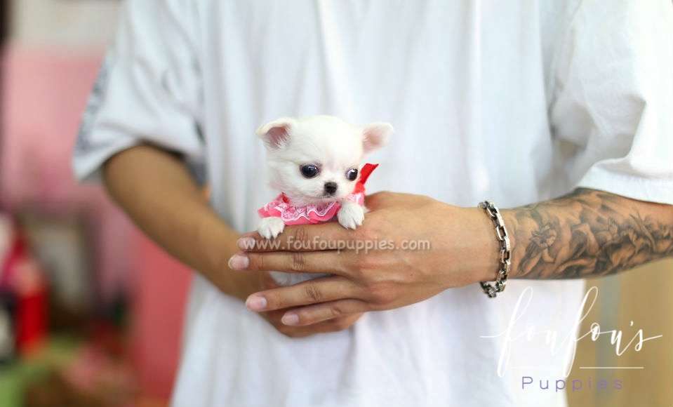 Eden - Chihuahua M.