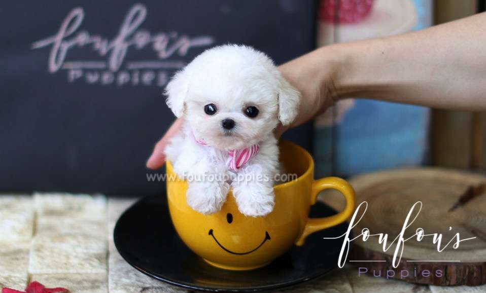 Jake - Poodle M.
