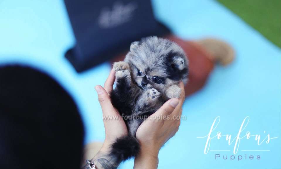 Azura - Pomeranian F.