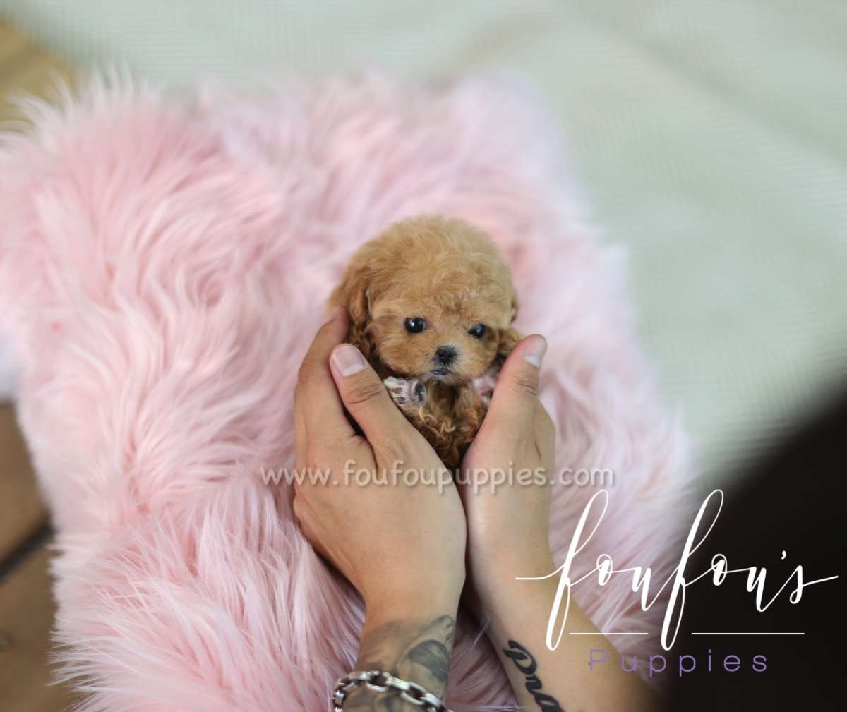 Amore - Poodle F.