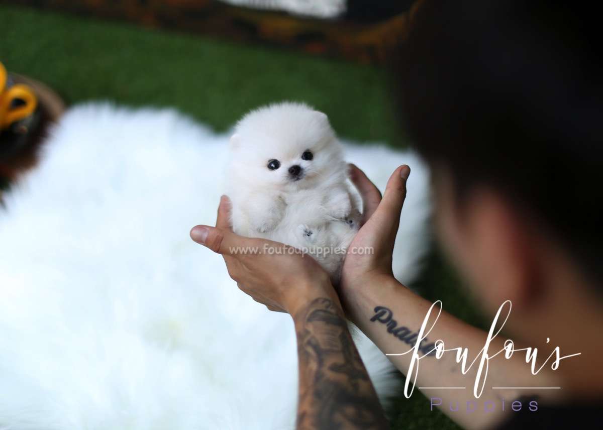 Ken - Pomeranian M.