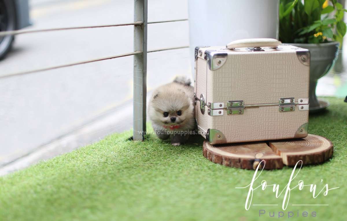 Kaia - Pomeranian F.