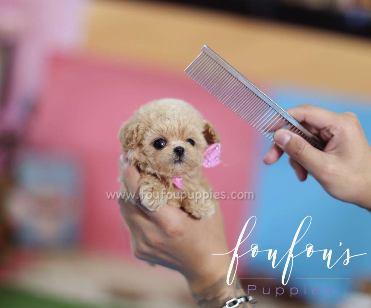 Minnie - Poodle F.