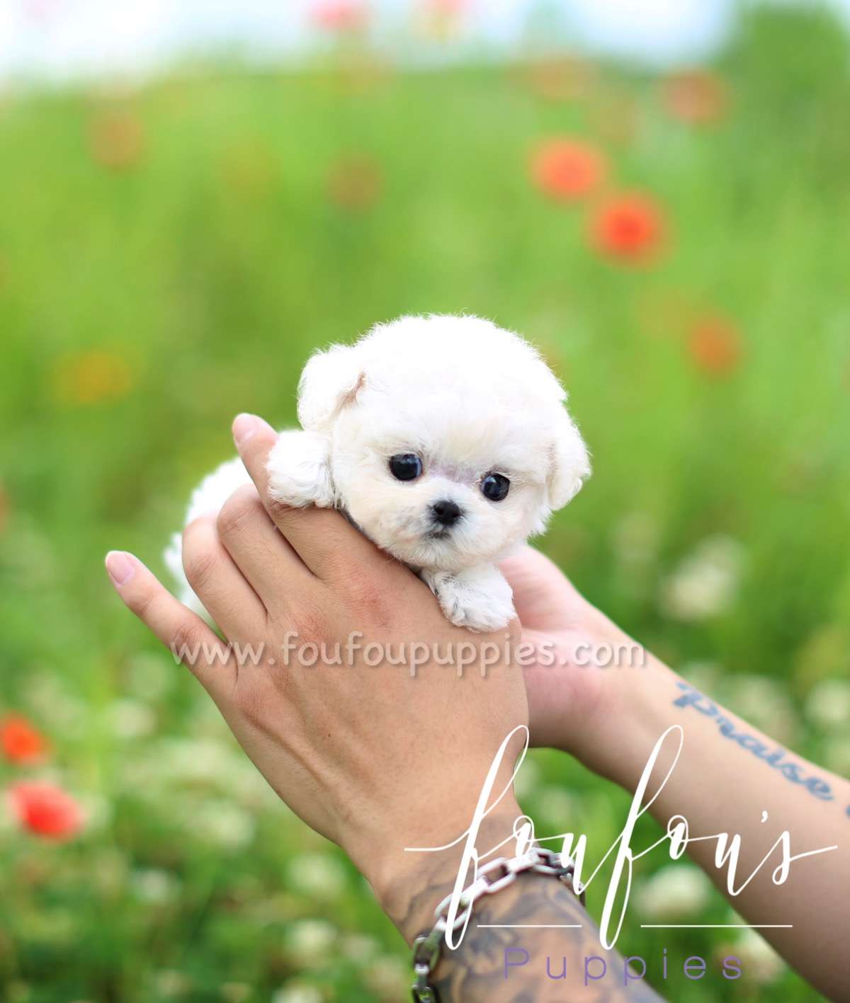 Carmen - Poodle F.