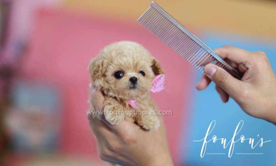 Minnie - Poodle F.
