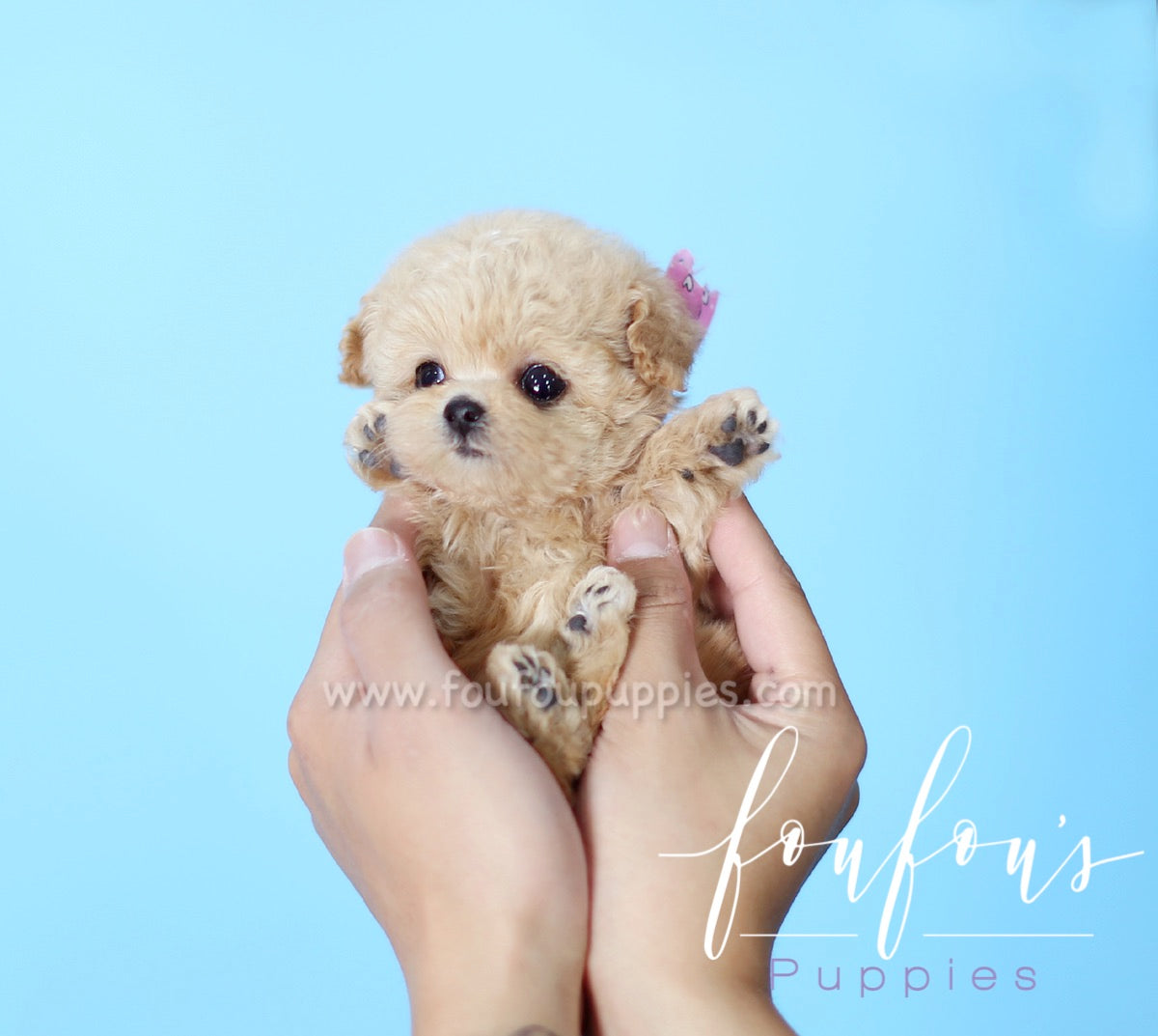 Minnie - Poodle F.