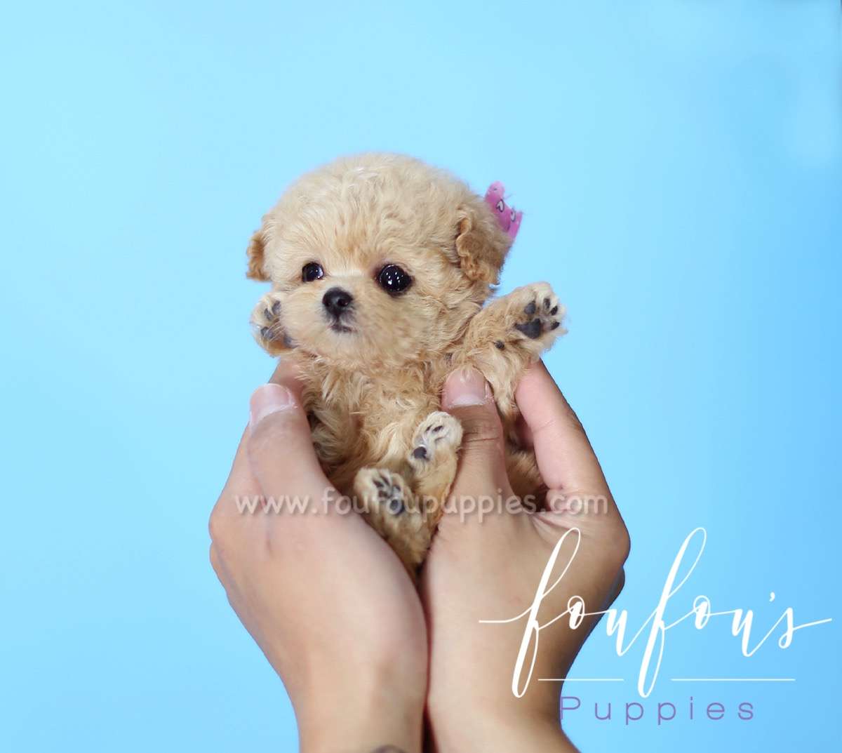 Minnie - Poodle F.
