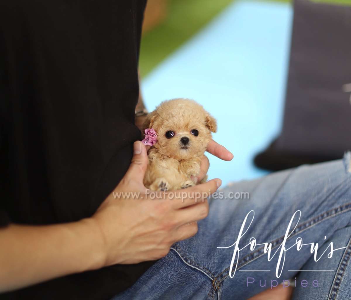 Minnie - Poodle F.