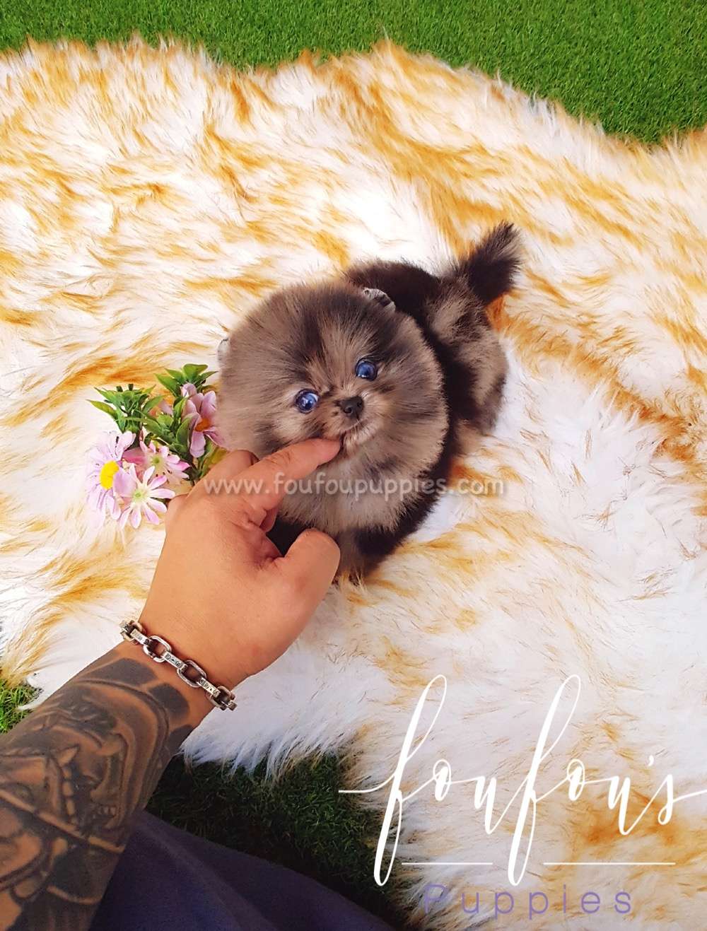 Acai - Pomeranian M.