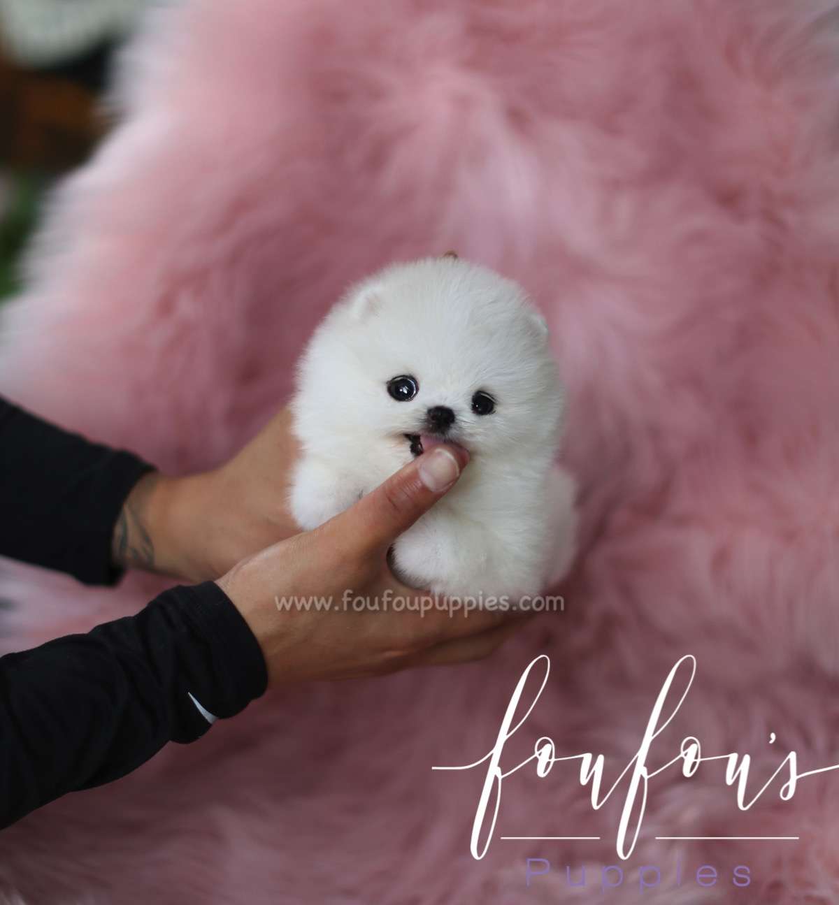 Milk - Pomeranian M.