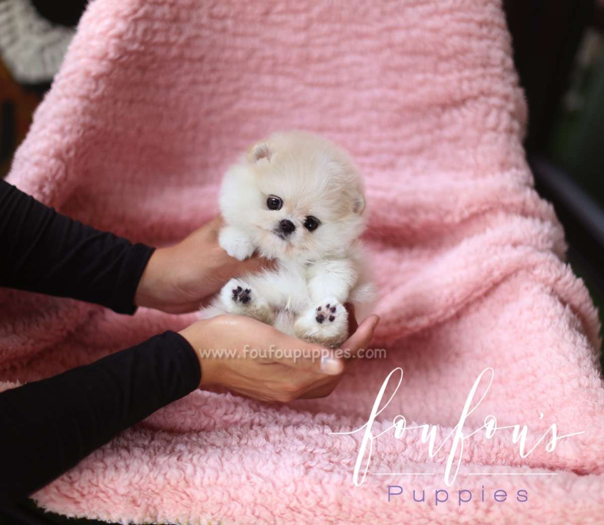 Crème - Pomeranian M