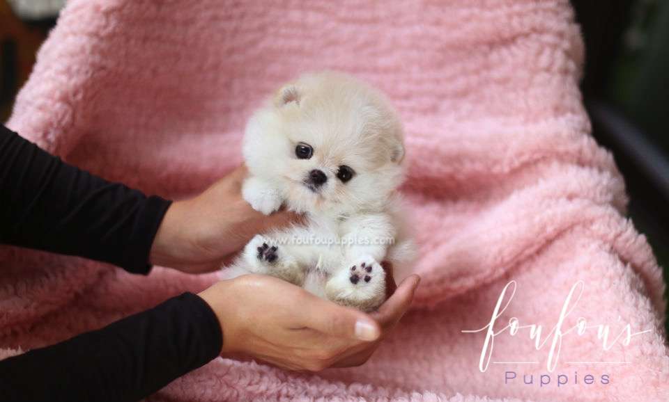 Crème - Pomeranian M