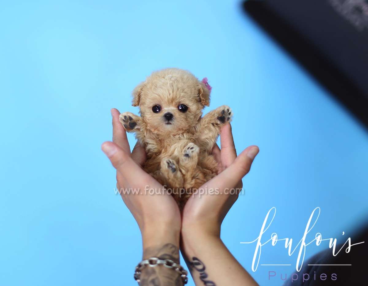 Minnie - Poodle F.
