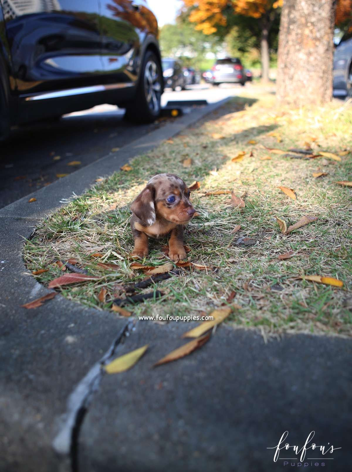 Pogo - Dachsund M.