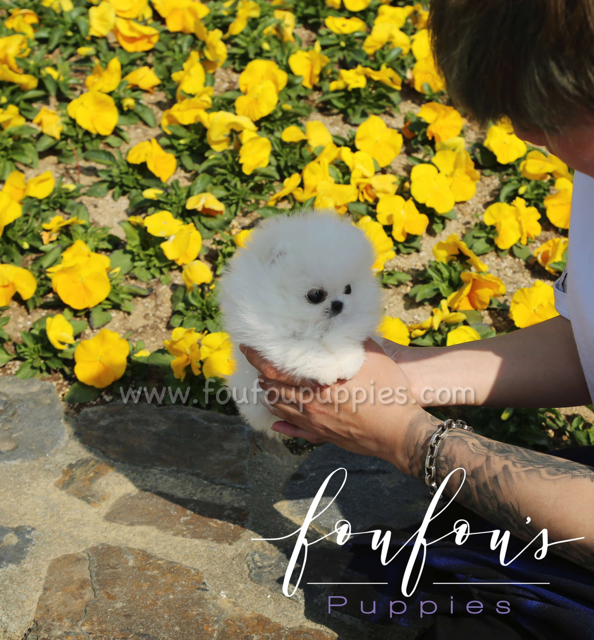 Richie - Pomeranian M.