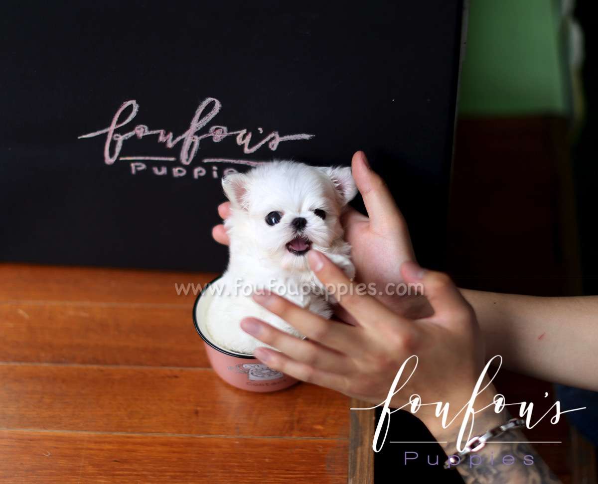 Nala - Maltese F.