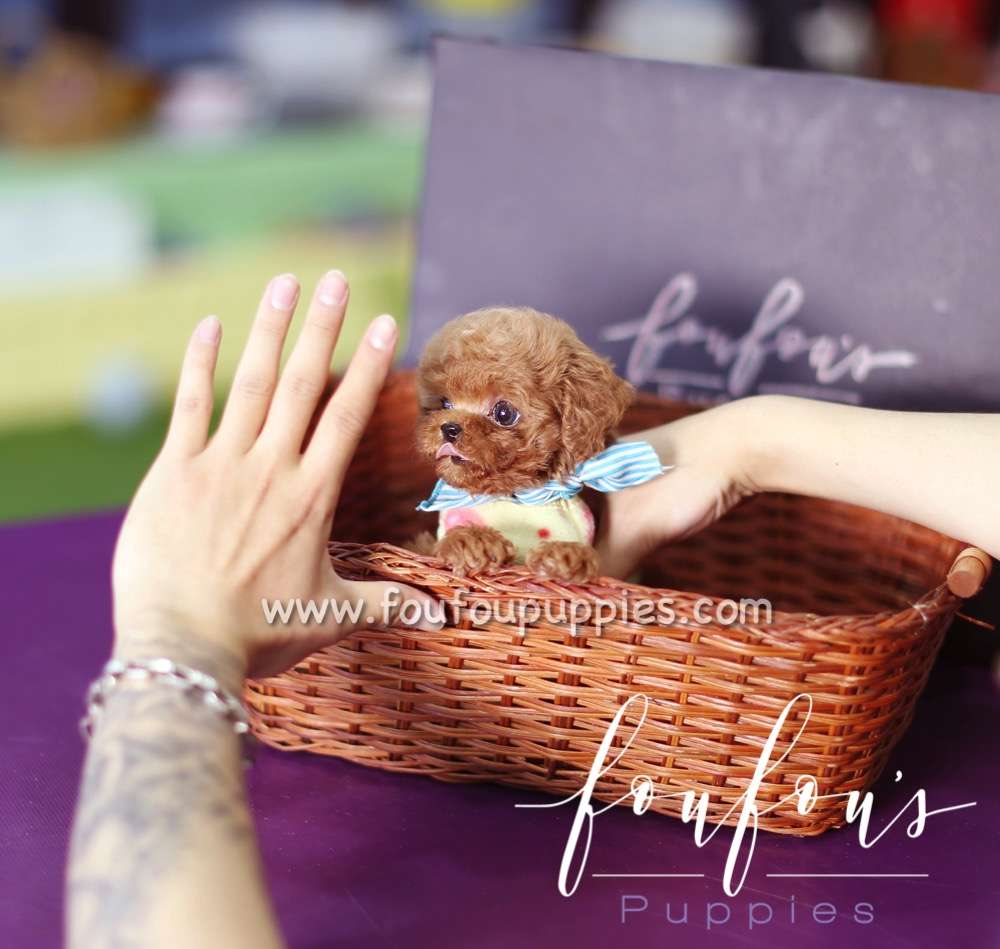 Bae - Poodle M.