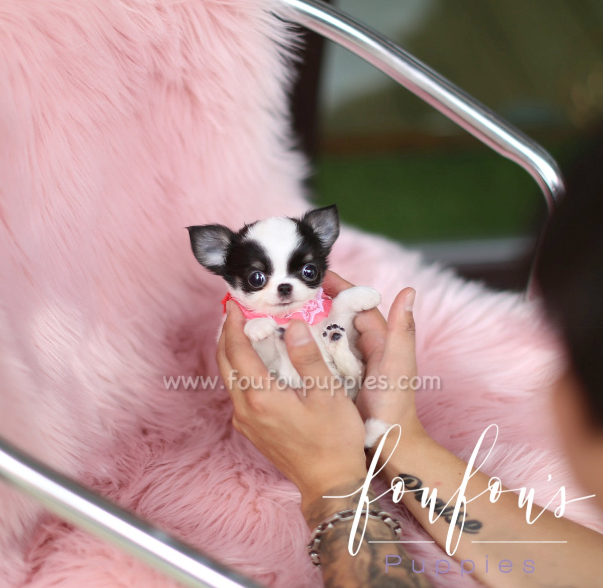 Stewart - Chihuahua M.